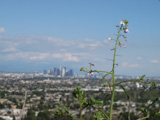 The study tallies flora and fauna in the urban parks to see how it's changed over the years and to get baseline figures for certain species, such as bats.