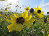 Despite being smack in the middle of the city, the Baldwin Hills parks are home to native flowers.