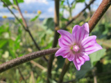 The flowers provide a splash of color in the city, as well as habitat for insects and animals.