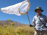 James Hung flocks to Anza-Borrego for another reason: bees.