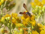 Hung is surveying the area's native bee population. The bees, like this one, thrive on native plants.