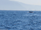 Whales and other marine wildlife migrate up and down the coast of California, passing through the channel between the mainland and the Channel Islands.  Pictured here, a gray whale on its migration to Mexico in December 2014.