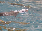 While Kapsenberg and her partner replaced water-acidity sensors in December 2014, a sea lion swam nearby to check them out.
