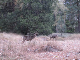 Yosemite is home to more than 250 wildlife species, including mule deer. The deer are seen here in the Yosemite Valley in early November 2014, at the start of mating season.